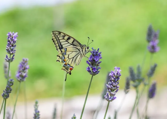 Cebron Family Estate 4*